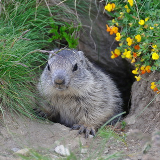 Marmot